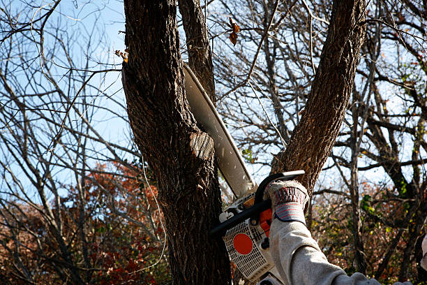 Best Tree Health Inspection  in Rocky Point, NY